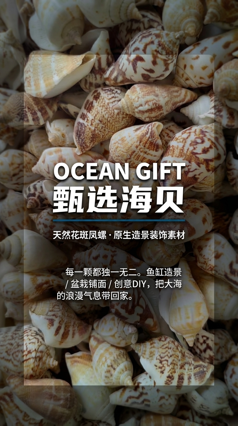 贝壳海螺贝壳片婚庆五金新款装饰品贝壳饰品白口螺厂家直销厚扇贝天然彩色花纹贝壳海螺鱼缸造景装饰欧美风格详情1